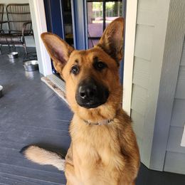 Ford - German Shepherd