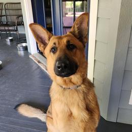 Ford - German Shepherd