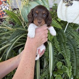 Boy 1 - Piebald male Dachshund puppy in Aurora, Missouri from Baker Farms