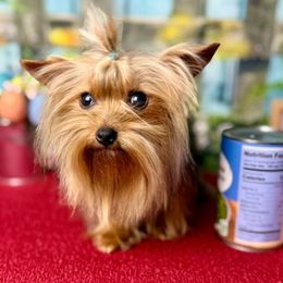 Lucy - Yorkshire Terrier