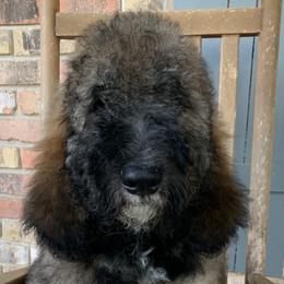 Pinky - Phantom Bernedoodle puppy in Beaumont, Texas from Bluemoon Bernedoodles