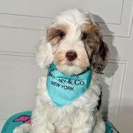Faith - Tri Parti Blue Merle - Merle female Australian Labradoodle puppy in Beecher, Illinois from Erica’s Doodles