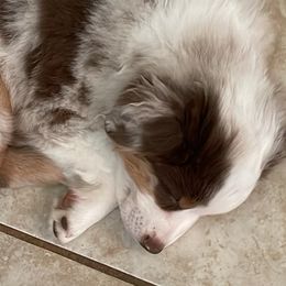 Miniature Australian Shepherds from Dina's Miniature Australian Shepherds