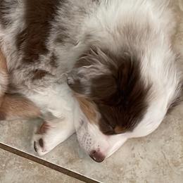 Miniature Australian Shepherds from Dina's Miniature Australian Shepherds
