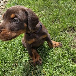 Sienna - Red and rust female Doberman Pinscher puppy in Anderson, Indiana from Legendary Kennels