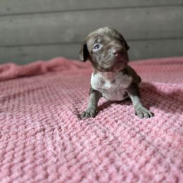 Apollo - Liver roan male German Shorthaired Pointer puppy in Axton, Virginia from Red Clay Kennels