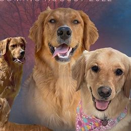Golden Retrievers from Fort Worth Goldens