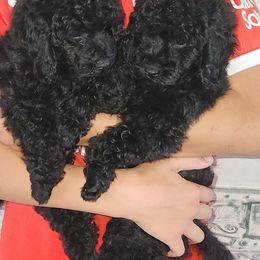 Boy 4 - Poodle puppy in Texas from Pitties' Love