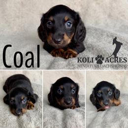 Coal - AKC - Black and tan male Dachshund puppy in Kemp, Texas from Koli Acres