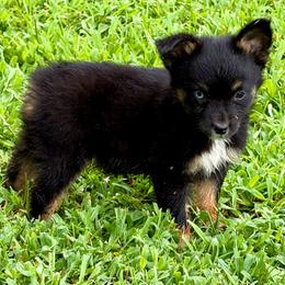 Marvel - Black tri male Miniature Australian Shepherd puppy in Patterson, North Carolina from DreamLine Aussies
