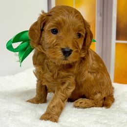 Spike (Green Collar) - Red  male Goldendoodle puppy in Santa Clara, Utah from Desert Dawn Doodles