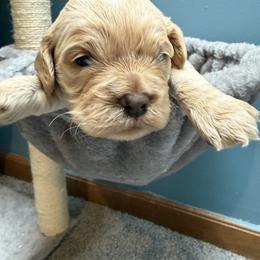 Cockapoo puppies from Sassy Bob’s Dogs