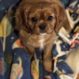 Cavalier King Charles Spaniel Puppies from Family first cavaliers
