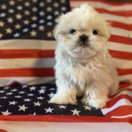 Valor - Cream and white male Shih Tzu puppy in Jerome, Idaho from Fields' Precious Pups