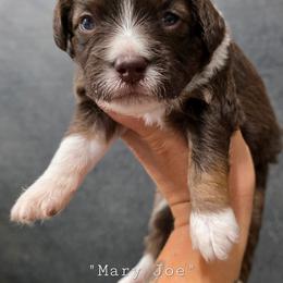 Mary Joe - Red phantom female Aussiedoodle puppy in Vinemont, Alabama from Cotton Country Kennels