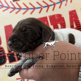 Black collar - Liver roan male German Shorthaired Pointer puppy in Six Mile, South Carolina from The Proper Pointer Co.
