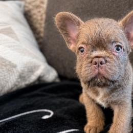 French Bulldogs from Roberto Amador