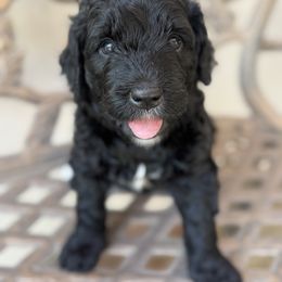 Eisley - Black female Bernedoodle puppy in Riverside, California from Just Loving Doodles
