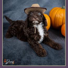 Everret - Brown male Cockapoo puppy in Connersville, Indiana from Deaz Doodle Ranch