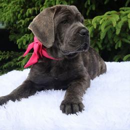 Zoe - Gray brindle female Cane Corso puppy in Seattle, Washington from Grande Kennels
