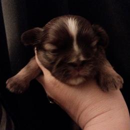 Tigger dobie - Chocolate male Shih Tzu puppy in Arcadia, Florida from Kitsune Cuddles and kisses