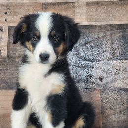 Nova - Black tri female Miniature Australian Shepherd puppy in Killen, Alabama from Wilkers Wholehearted Mini Aussies