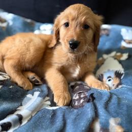 Eve - Golden female Golden Retriever puppy in Sandy, Oregon from Treasured K-9s