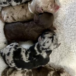 Aussiedoodle puppies from K&K Kennels