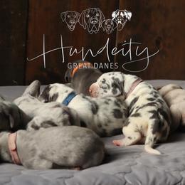 Great Dane Puppies from Hundeity Great Danes