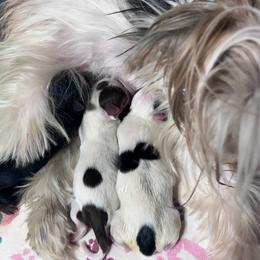 Yorkshire Terrier puppies from Rocky Road Kennel