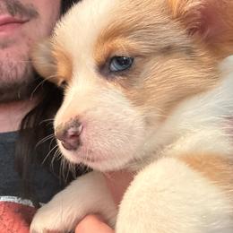 Dolly - Blue merle and white female American Corgi puppy in Orangevale, California from Corgis of the Heart