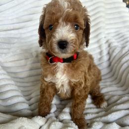 AKC BENJAMIN - Red  male Poodle puppy in Dallas, Georgia from West Cobb Dogs