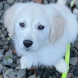 Golden Retriever Puppies from Goldens of Hope