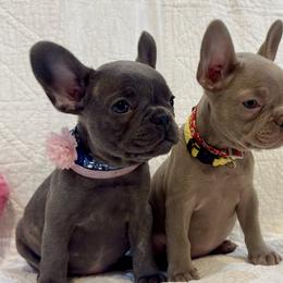 Dolly - Blue female French Bulldog puppy in Paso Robles, California from Laurelwood Frenchies CA
