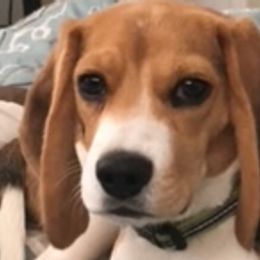 Beagles from Beautiful Utah Beagles