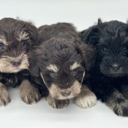 Miniature Schnauzers from AKC Nordwest Schnauzers