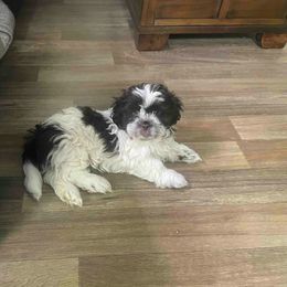 Shih Tzu Puppies from TACG