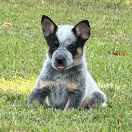 Pink Collar - Australian Cattle Dog puppy from Back Road Dog Company, LLC