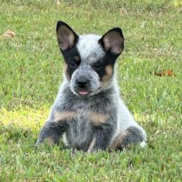 Pink Collar - Australian Cattle Dog puppy from Back Road Dog Company, LLC