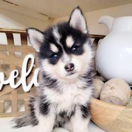 Moose - Black and white male Pomsky puppy in Sand Coulee, Montana from Big Sky Pomskies