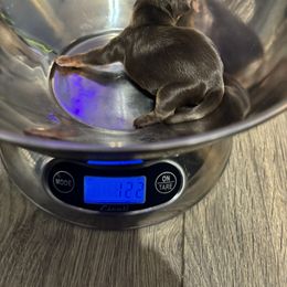 Girl 2 - Chocolate and tan female Yorkshire Terrier puppy in Knoxville, Tennessee from Little Yorkie Company