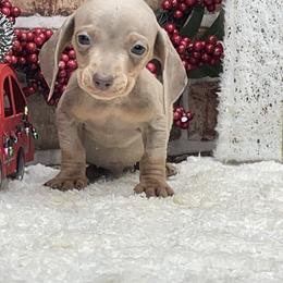 Sawyer - Fawn (isabella) and tan male Dachshund puppy in Industry, Illinois from KDKs Kennels
