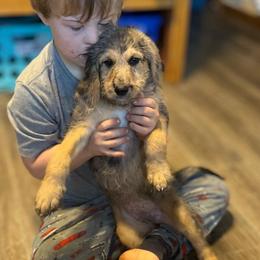 Cynthia - Merle female Assorted Doodle Crosses puppy in Kansas City, Missouri from Beary GoldenDoodles