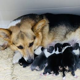 Doc - Black and tan male Pembroke Welsh Corgi puppy in Ashland, Ohio from SS Australian Shepherds