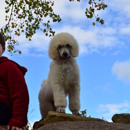 Poodle Puppies from D and D Standard Poodles
