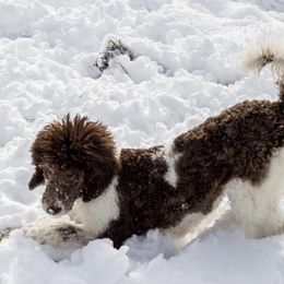 Labradoodle and Poodle All Grown Up from Nacadoodles