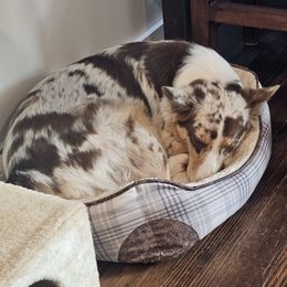 Stetson - Australian Shepherd