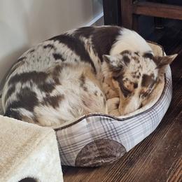 Stetson - Australian Shepherd