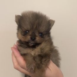 Cricket - Orange sable female Pomeranian puppy in Jackson, Tennessee from Little House Pomeranians