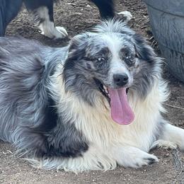 Zoey - Miniature Australian Shepherd